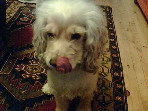 badem Dişi Amerikan Cocker Spaniel