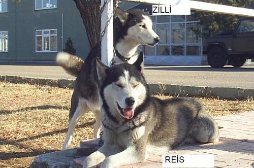 zilli Dişi Sibirya Kurdu (Husky)