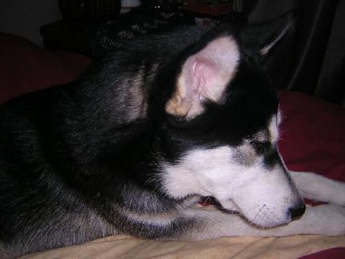 ilayza Dişi Sibirya Kurdu (Husky)