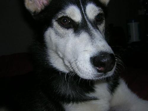 ilayza Dişi Sibirya Kurdu (Husky)