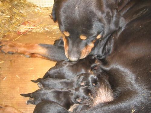 katil Dişi Rottweiler