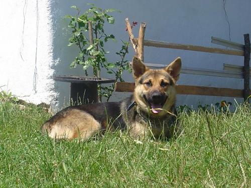 çaki Erkek Alman Çoban Köpeği