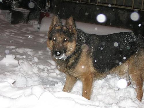 pasha Erkek Alman Çoban Köpeği