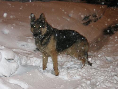 pasha Erkek Alman Çoban Köpeği