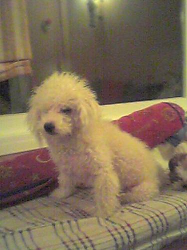 canbu Dişi Poodle (Standart Kaniş)