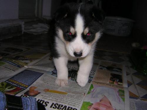 boz Erkek Alaskan Malamute