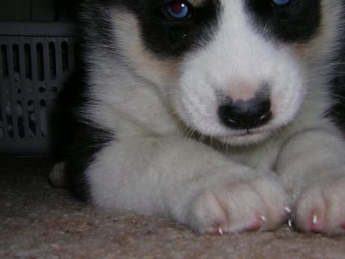 boz Erkek Alaskan Malamute