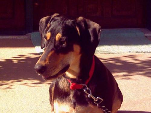 gofy Dişi Doberman Pinscher