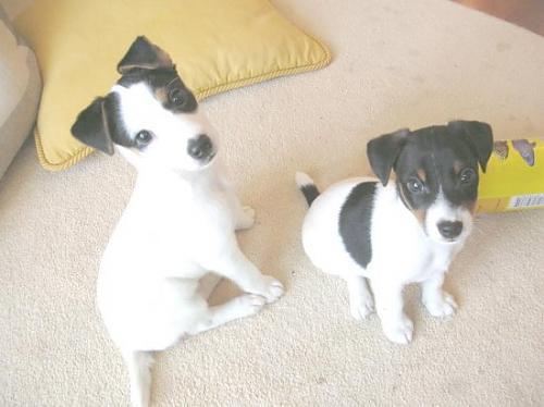 eddy-phoebe Erkek Jack Russell Terrier