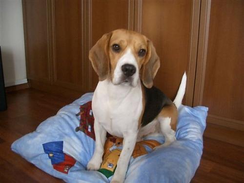 susam Erkek Beagle