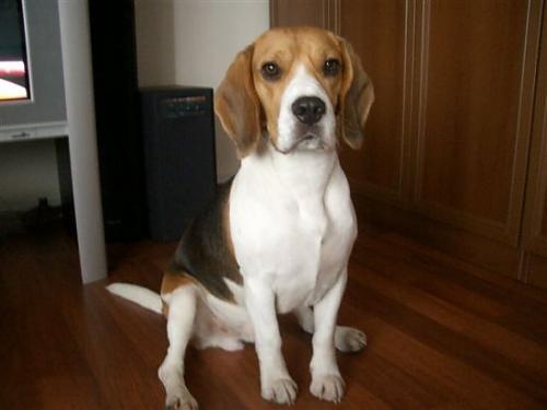 susam Erkek Beagle