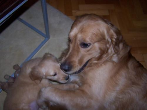 leo Erkek Golden Retriever