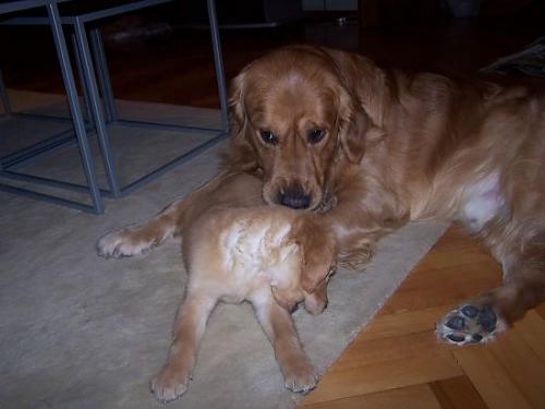 leo Erkek Golden Retriever