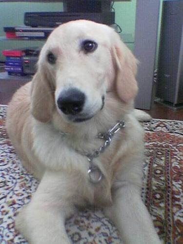 efe Erkek Golden Retriever