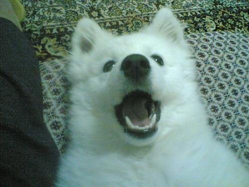 yastık Dişi Samoyed