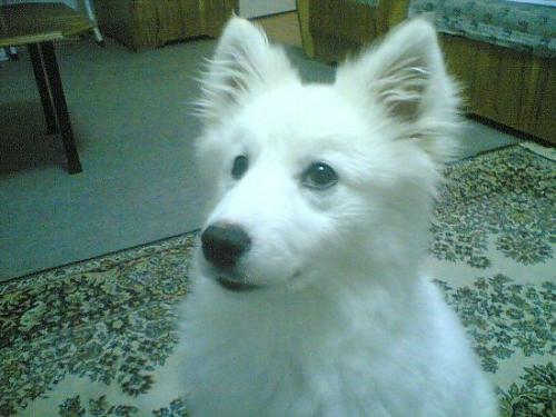 yastık Dişi Samoyed