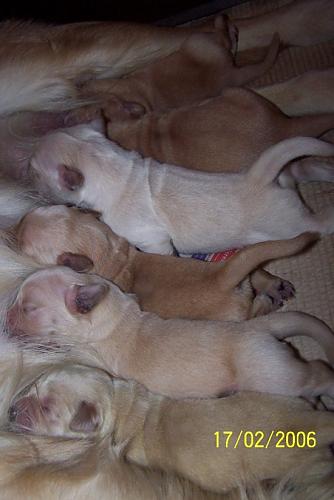 ufaklıklar Dişi Golden Retriever