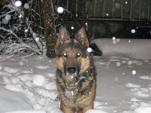 pasha Erkek Alman Çoban Köpeği