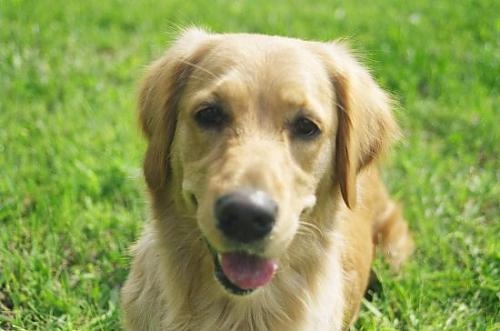 tora Dişi Golden Retriever