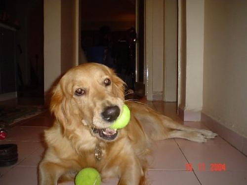 tora Dişi Golden Retriever