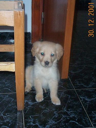 tora Dişi Golden Retriever