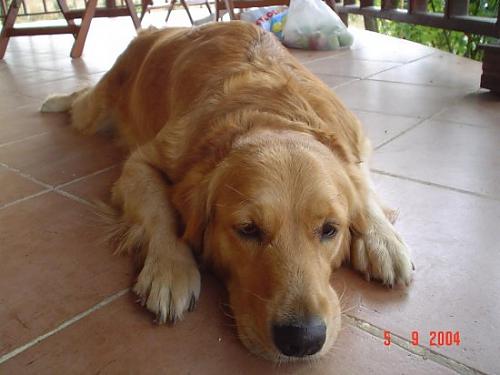 tora Dişi Golden Retriever