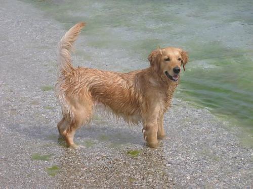 tora Dişi Golden Retriever