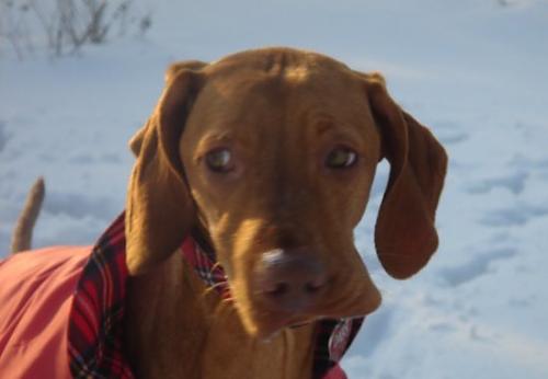 daisy Dişi Vizsla