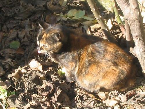 kediş Dişi European Shorthair