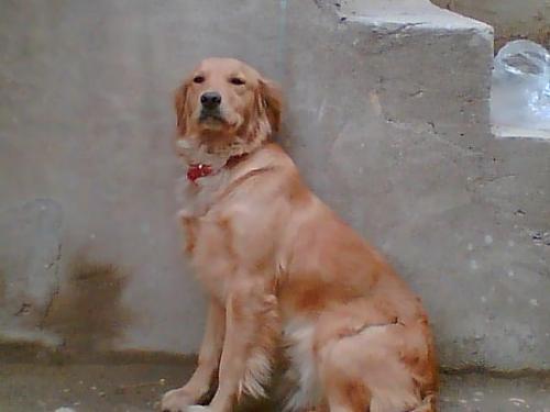 güneş Dişi Golden Retriever