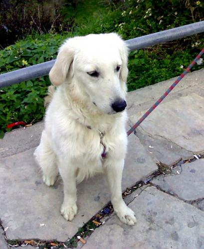 peynir Erkek Golden Retriever