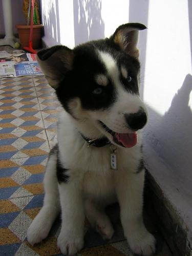 boz Erkek Alaskan Malamute