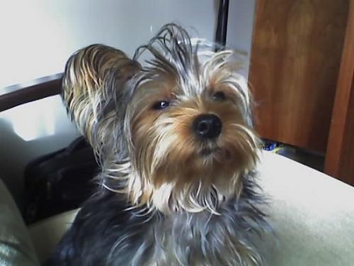 partikül Dişi Yorkshire Terrier