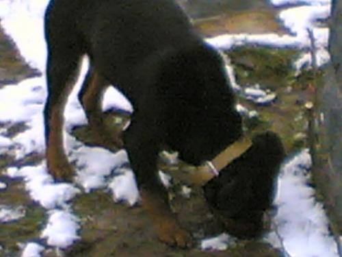 rot Erkek Rottweiler