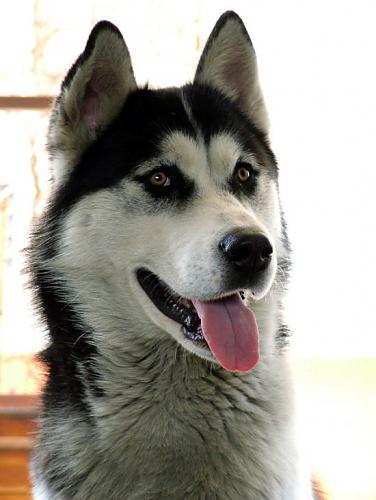 pan Erkek Sibirya Kurdu (Husky)