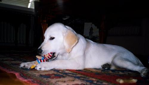 kuttussiii Dişi Golden Retriever