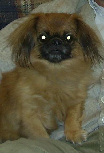 şimarik Erkek Pekingese