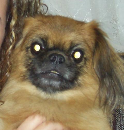 şimarik Erkek Pekingese