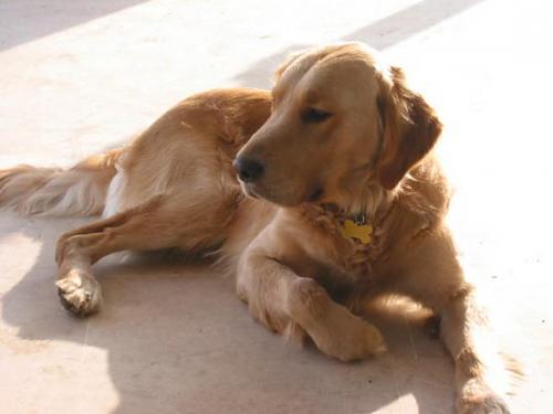 sultan Dişi Golden Retriever