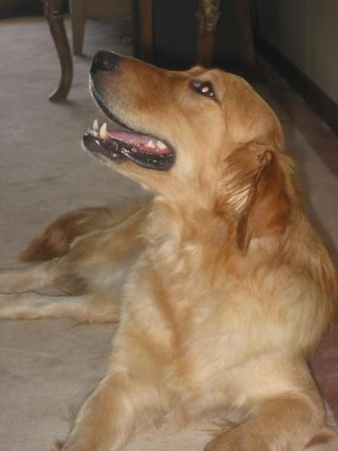 sultan Dişi Golden Retriever