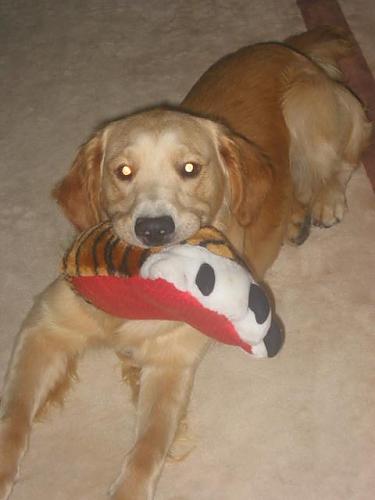 paşa Erkek Golden Retriever