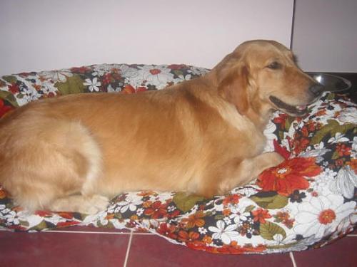 sultan Dişi Golden Retriever