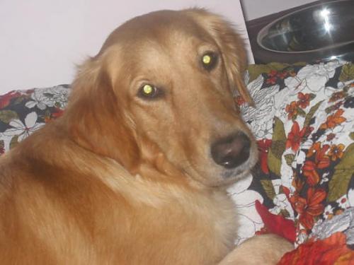 sultan Dişi Golden Retriever