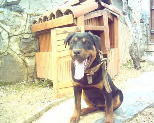 rot Erkek Rottweiler