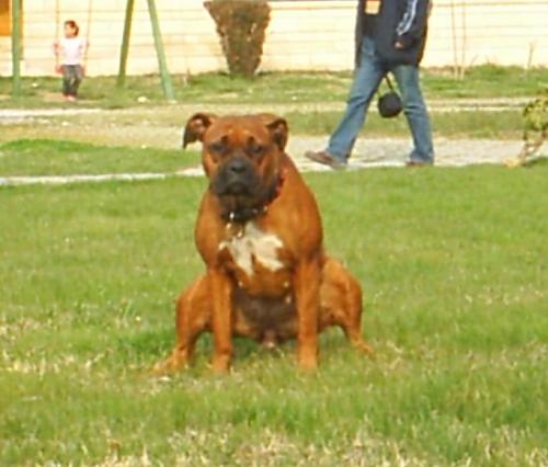 tarcin Dişi Boxer