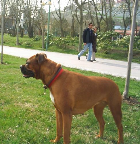 tarcin Dişi Boxer