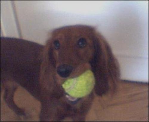 petek Dişi İngiliz Cocker Spaniel