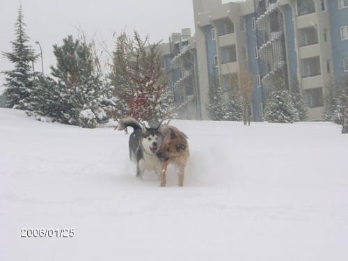 marla corleone Dişi Alaskan Malamute