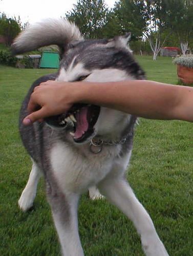 hauenkuonon olk Dişi Alaskan Malamute