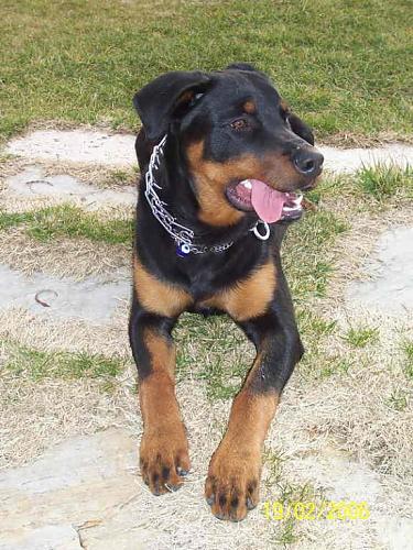 diego Erkek Rottweiler